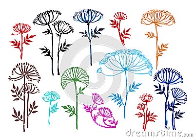 Umbrella-shaped flower, angelica graphics,botany, hand-drawn liner, illustration Vector Illustration