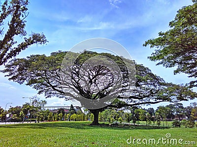 Umbrella-shaped rain tree Stock Photo