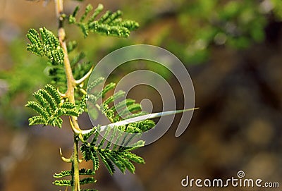 Umbrella Thorn 11372 Stock Photo