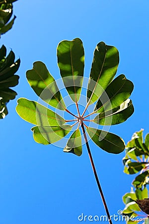 Umbrella tree,Queensland umbrella tree, octopus tree Stock Photo