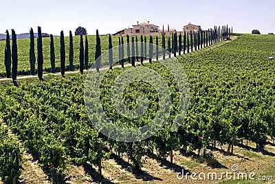 Umbria - Farm with vineyards and cypresses Stock Photo