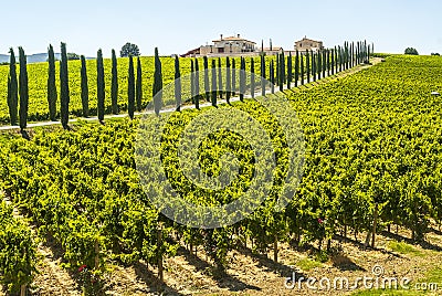 Umbria - Farm with vineyards and cypresses Stock Photo