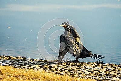 Umiu to spread its wings in the riverside Stock Photo