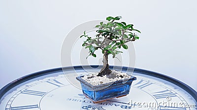 Un albero verde dei bonsai gira sul quadrante di grande orologio Un'idea per un tema circa tempo e la natura illustrazione vettoriale Un albero verde dei bonsai gira sul quadrante di grande orologio Un'idea per un tema circa tempo e la natura illustrazione vettoriale