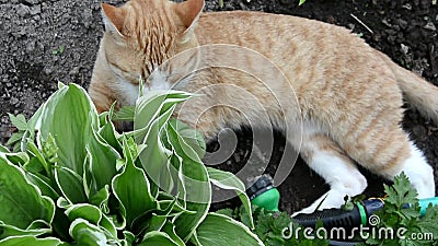 Un Chat Roux Git Dans Un Lit De Jardin Ete Ensoleille A La Campagne Le Chat Marche Au Soleil Banque De Videos Video Du Mammifere Campagne