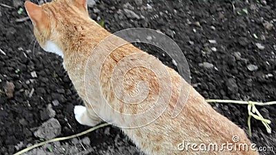 Un Chat Roux Git Dans Un Lit De Jardin Ete Ensoleille A La Campagne Le Chat Marche Au Soleil Banque De Videos Video Du Mammifere Campagne