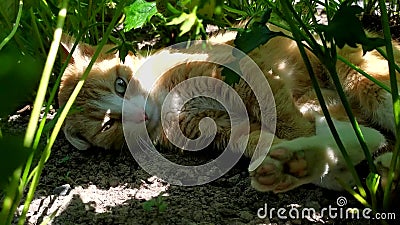 Un Chat Roux Git Dans Un Lit De Jardin Ete Ensoleille A La Campagne Le Chat Marche Au Soleil Banque De Videos Video Du Mammifere Campagne