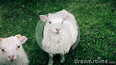 Un giovane agnello curioso che tiene un occhio vigile sulla macchina fotografica video d archivio Un giovane agnello curioso che tiene un occhio vigile sulla macchina fotografica video d archivio