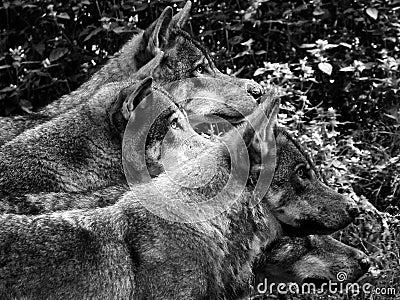 i quattro lupi che guardano lontano Stock Photo
