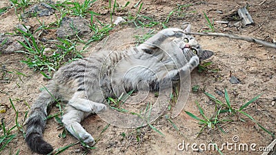 Un homme joue avec un chat gris avec l'aide d'une branche sèche Le chat se fatigue des jeux et fonctionne rapidement loin banque de vidéos Un homme joue avec un chat gris avec l'aide d'une branche sèche Le chat se fatigue des jeux et fonctionne rapidement loin banque de vidéos