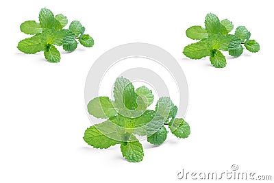 Un tas de feuilles de menthe sur fond blanc Stock Photo