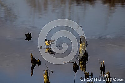 a pelo d'acqua il volo Stock Photo