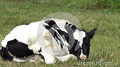 Vaca Y Su Becerro Joven Metraje Stock– 55 Vaca Y Su Becerro Joven Videos Stock - Dreamstime Vaca Y Su Becerro Joven Metraje Stock– 55 Vaca Y Su Becerro Joven Videos Stock - Dreamstime