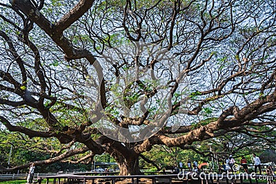 Unacquainted people Giant Monky Pod Tree kanchanaburi thailand.Over-100-years-old Giant Monkey Pod Tree Editorial Stock Photo