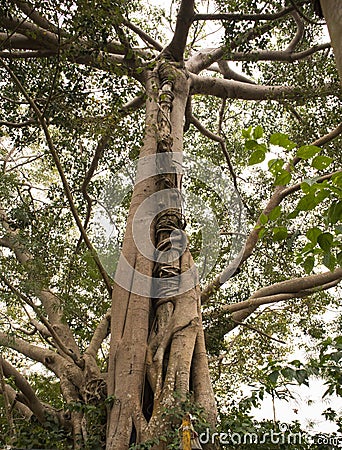 Unakoti, India - January 23 2022: A tall banyan tree at Unakoti Stock Photo