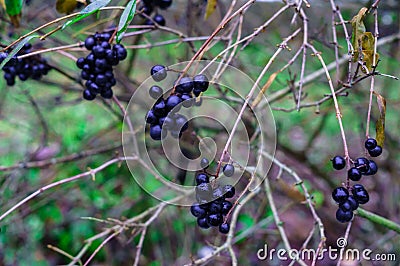 Unavailable black berries on the branches after the rain. Berries for birds Stock Photo