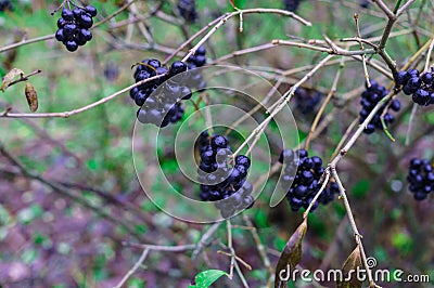 Unavailable black berries on the branches after the rain. Berries for birds Stock Photo