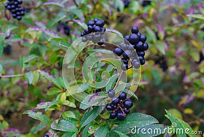 Unavailable black berries on the branches after the rain. Berries for birds Stock Photo