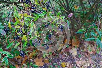 Unavailable black berries on the branches after the rain. Berries for birds Stock Photo