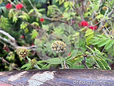 An unbloomed spiny cactus flower Stock Photo