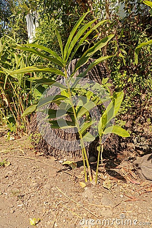 Unbridled tropical vegetation on a tropical island. Abstract art of nature. Root textured Coconut tree or Cocos nucifera L. Stock Photo