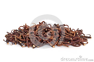 Uncaria Stem with Hooks Stock Photo