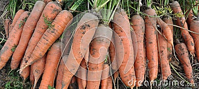 Not cleaned of leaves and soil crop of carrots Stock Photo
