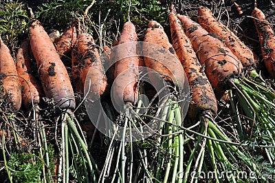 Not cleaned of leaves and soil crop of carrots Stock Photo