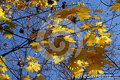 Unclouded blue sky and autumnal foliage of Norway maple in October Stock Photo
