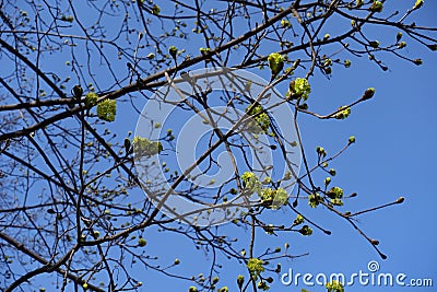 Unclouded blue sky and blossoming branches of Norway maple Stock Photo