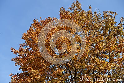 Unclouded blue sky and branches of maple with autumnal foliage Stock Photo