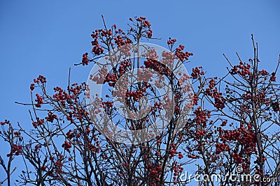 Unclouded blue sky and branches of Sorbus aria with red berries Stock Photo