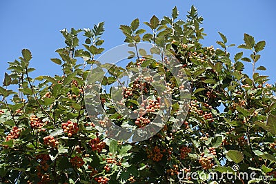 Unclouded blue sky and branches of Sorbus aria with unripe fruits Stock Photo