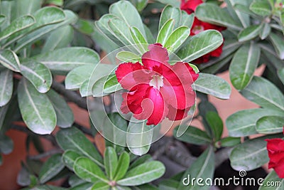 Double form red Desert Rose flower Stock Photo