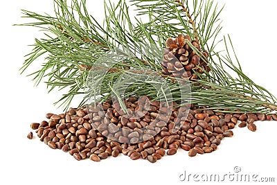 Uncovered cone of cedar nuts on branch with and cedar nuts in the shell isolated on the white Stock Photo