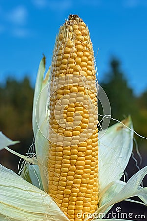 Uncovered ear of corn with large yellow grains at garden with green leaves Stock Photo