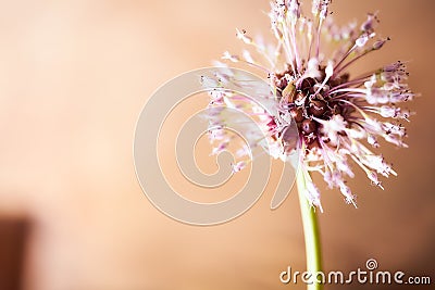 Uncovered overripe garlic with small seeds lies on a brown background Stock Photo