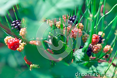 Uncultivated Brambleberry Stock Photo