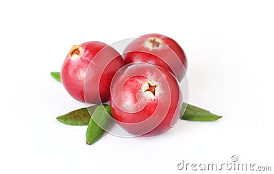 Uncultivated forest cranberries Stock Photo