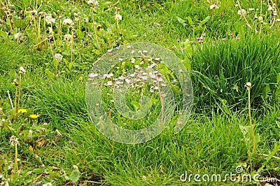 Uncultivated meadow with with flowering daisies and blow-balls Stock Photo