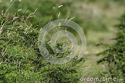 Uncultivated meadow in springtime Stock Photo