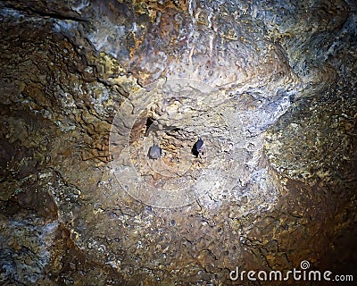 Undara Lava Tubes Delicate Ecosystem On Tour Australia Stock Photo