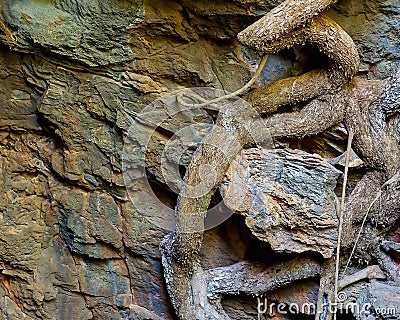 Undara Lava Tubes Delicate Ecosystem On Tour Australia Stock Photo