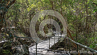 Undara Lava Tubes Delicate Ecosystem On Tour Australia Stock Photo