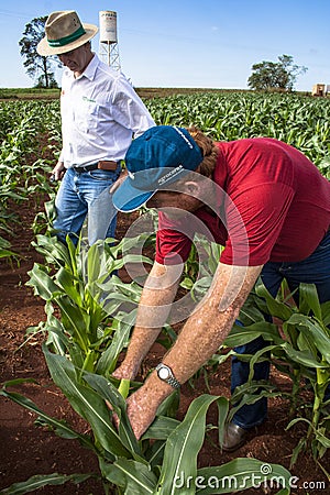 Undefined farmer Editorial Stock Photo