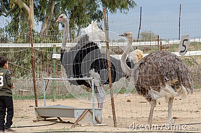 Undefined kid looking the ostriches at ostrich farm. Editorial Stock Photo