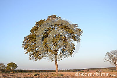 A undefined tree on the landscape Stock Photo