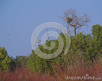 Birds passing by in the trees. Stock Photo