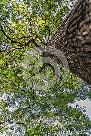 Under branch of big green tree in HDR style Stock Photo