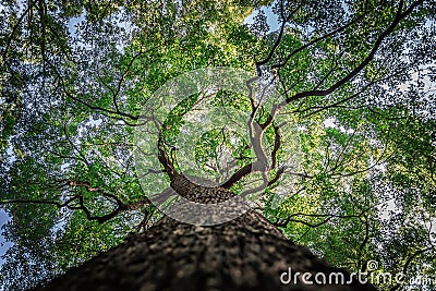 Under branch of big green tree in HDR style Stock Photo